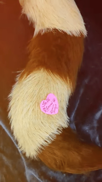 tail